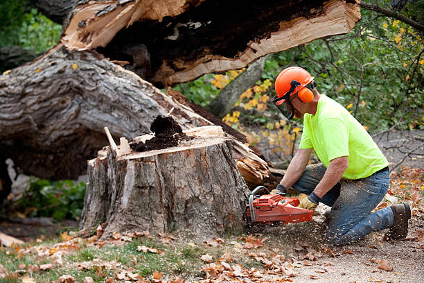 Best Leaf Removal  in Lyndonville, VT