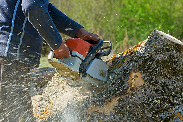 Best Tree Removal  in Lyndonville, VT